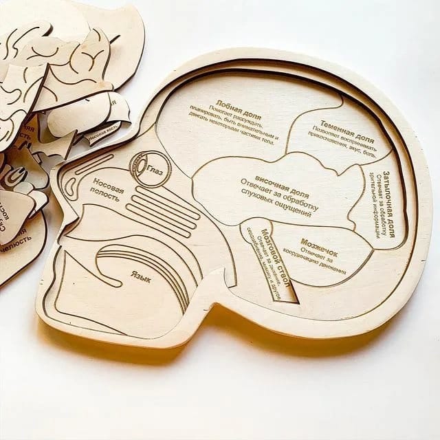 Human Brain Anatomy Puzzle for Kids Laser Cut File