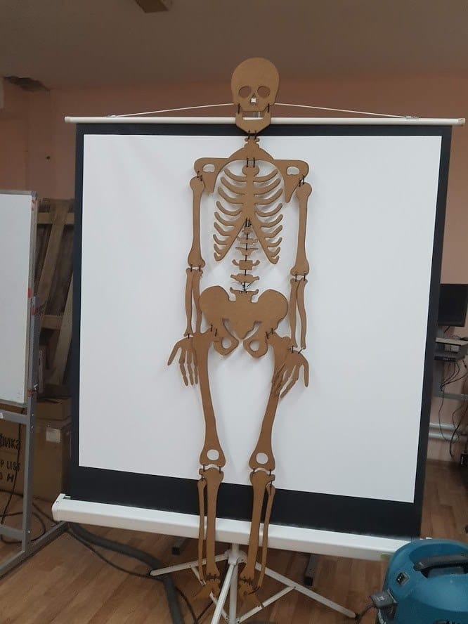 Human Skeleton Wood Model Laser Cut File
