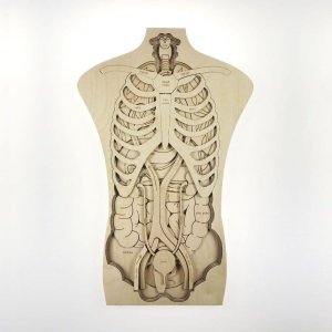 Human Body Anatomy Puzzle Laser Cut File